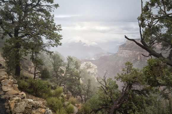 Mist in the Canyon