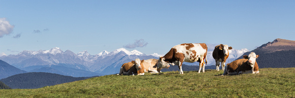 Viewing Austria with Cows