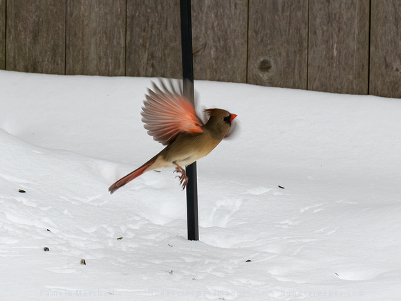 At the Feeder After a Big Snowstorm