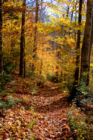 Vermont Woods
