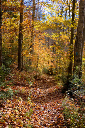 Vermont Woods